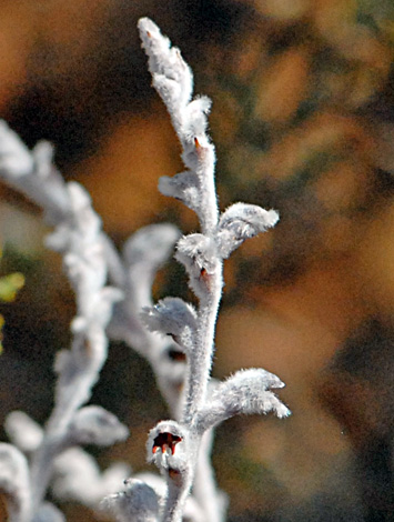 Conospermum boreale close