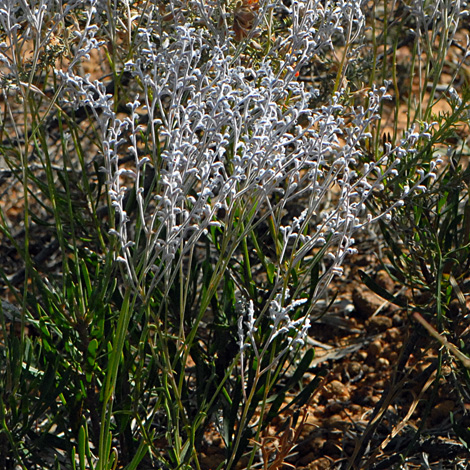 Conospermum boreale whole