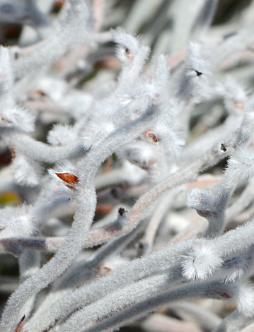 Conspermum bracteosum close