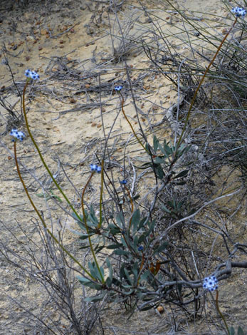 Conospermum brownii whole