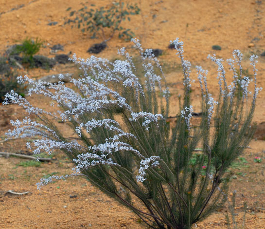 Conespermum distichum