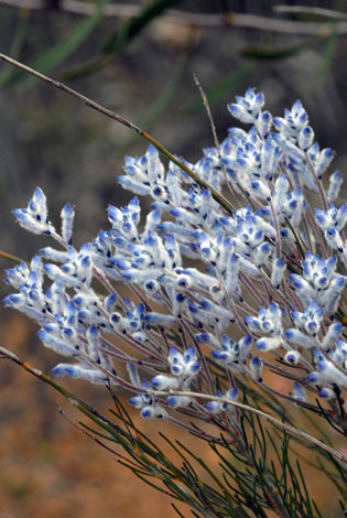 Conespermum distichum close