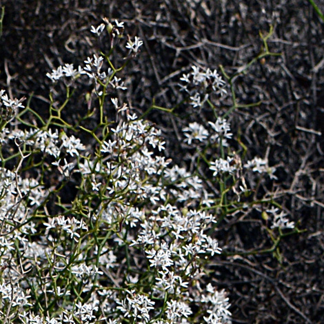 Conospermum flexuosum whole