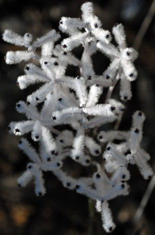 Conospermum incurvum flowers