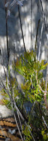 Conospermum incurvum leaves