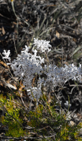 Conospermum incurvum whole