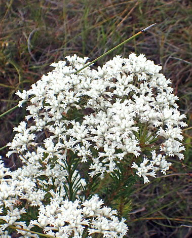 Conospermum taxifolium close