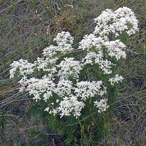 Conospermum taxifolium whole