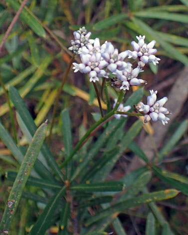 Conospermum tenuifolium close