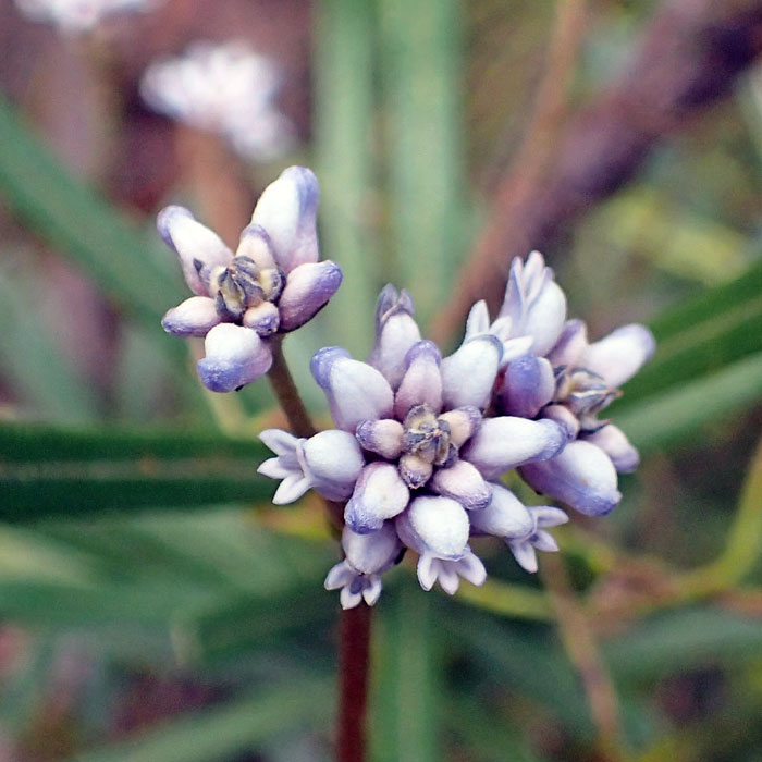 CONOSPERMUM caeruleum - A-D miscellaneous Natives – Australian Seed