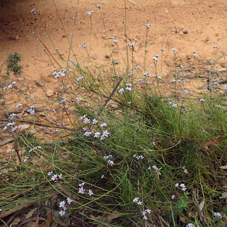 Conospermum tenuifolium whole