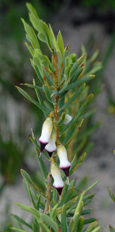 Conostephium pendulum whole