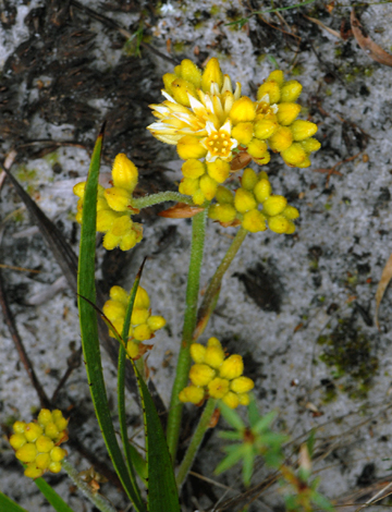 Conostylis aculeata ssp aculeata close