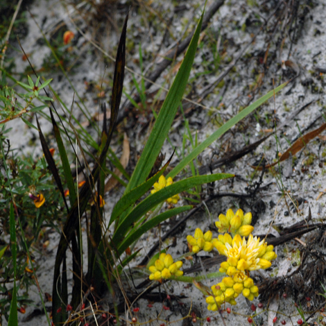 Conostylis aculeata ssp aculeata whole