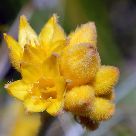 Conostylis candicans flower