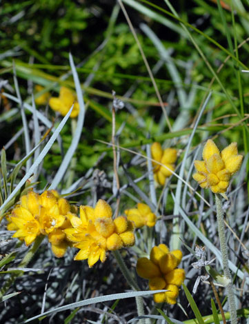 Conostylis candicans whole