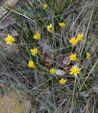 Conostylis pusilla whole