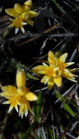 Constylis setigera close