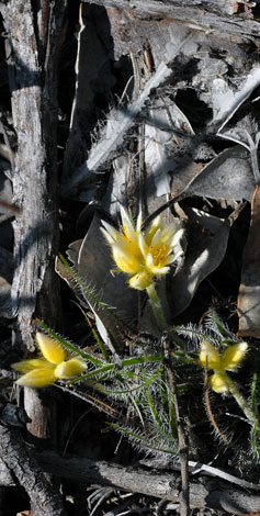Constylis setigera bristly leaves