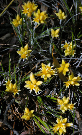 Constylis setigera whole