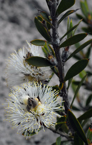 Conothamnus trinervis close