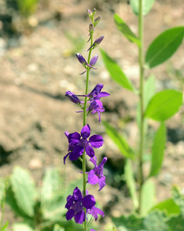 Consolida orientalis close