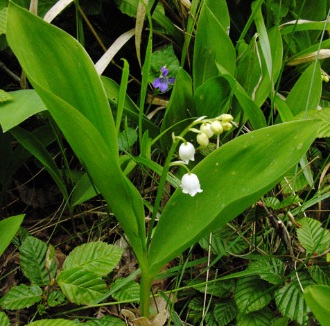Convallaria majalis