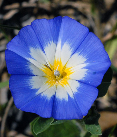 Convolvulus tricolor flower