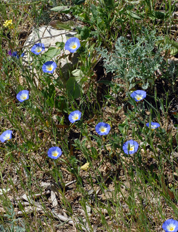 Convolvulus tricolor whole