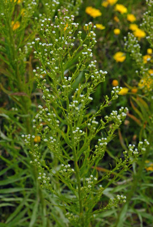 Conyza canadensis whole