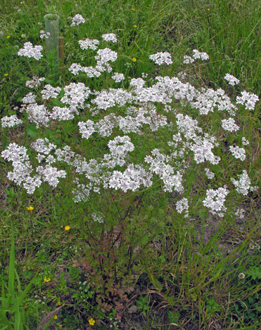 Coriandrum sativum whole