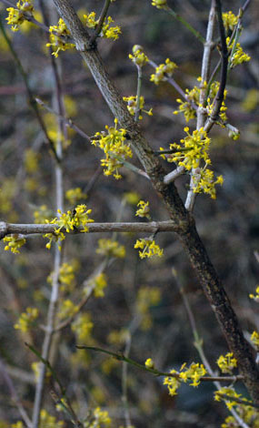 cornelian cherry dogwood cornus mas