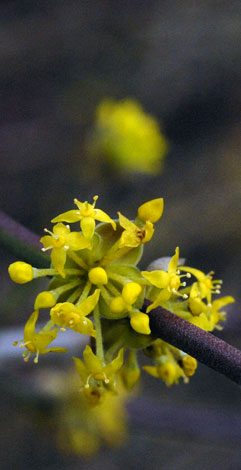 Cornus mas close