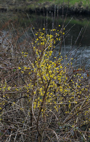 Cornus mas whole plant