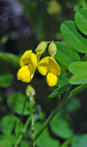 Coronilla emerus close
