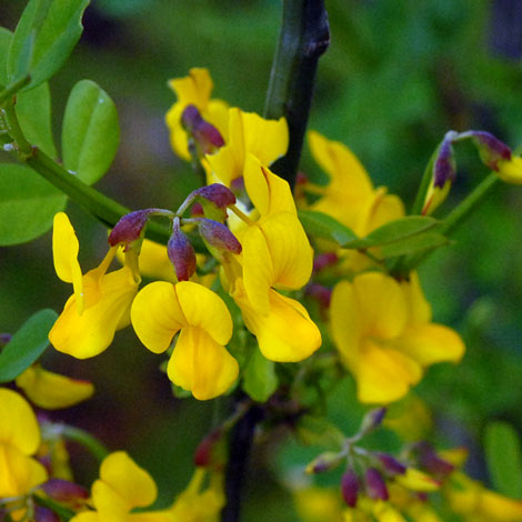 Coronilla emerus ssp emeroides close