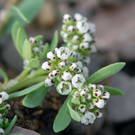 Corrigiloa litoralis close