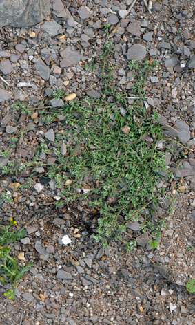 Corrigiloa litoralis whole