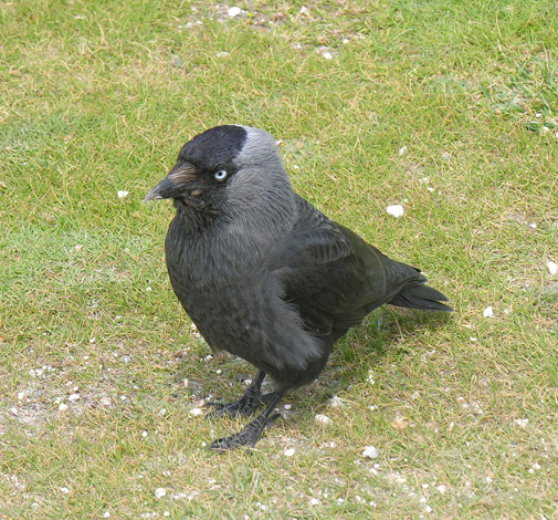 Corvus mondula