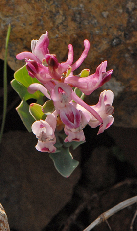 Corydalis rutifolia close
