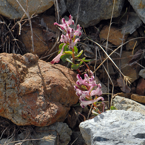 Corydalis rutifolia whole
