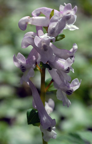 Corydalis solida close