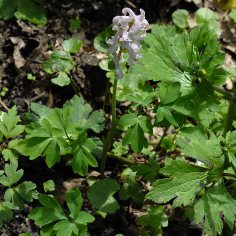 Corydalis solida whole
