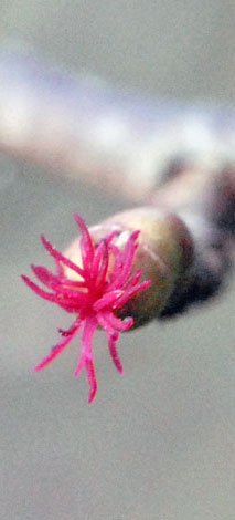Corylus avellana female