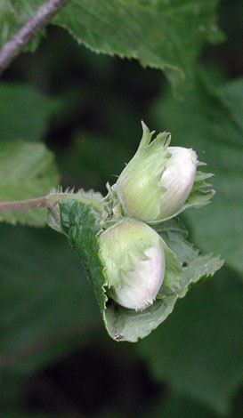 Corylus avellana fruit