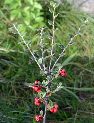 Cotoneaster dielsianus close
