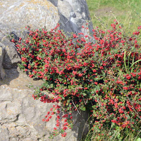 Cotoneaster dielsianus whole