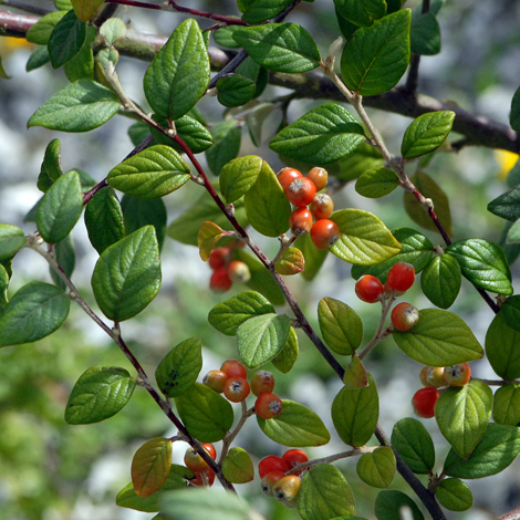Cotoneaster franchetii whole
