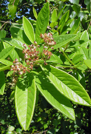 Cotoneaster frigidus fruit