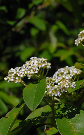 Cotoneaster frigidus flower